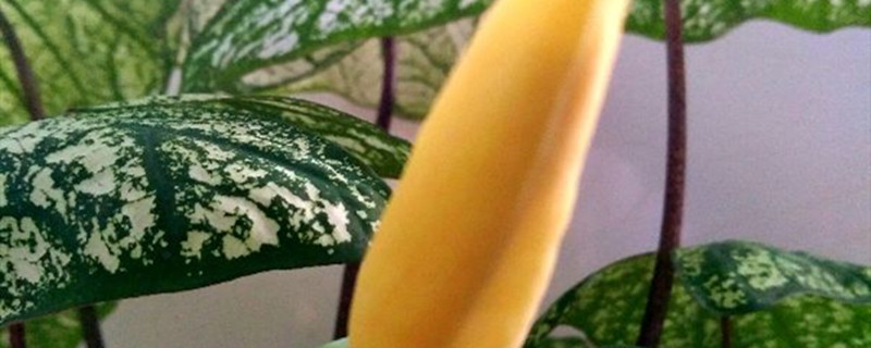 五彩芋黄叶的原因和处理办法