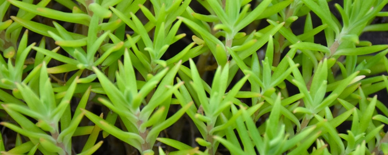 垂盆草黄叶是什么原因