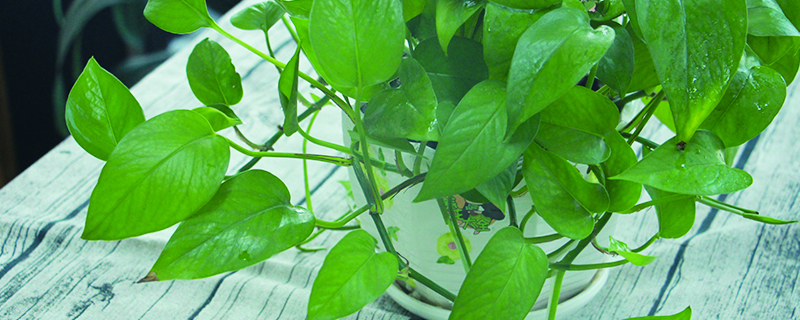 水养绿萝的养殖方法和注意事项盆栽