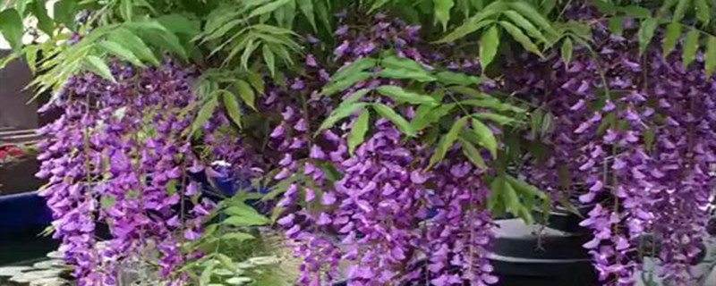 南方能种紫藤花吗