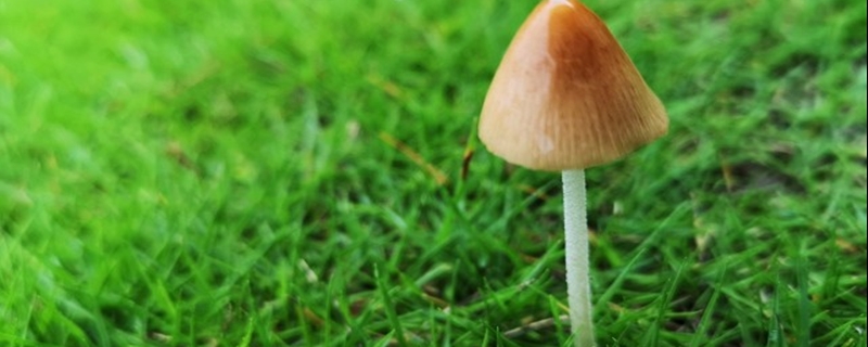 培植蘑菇的废料腐殖后能养花吗