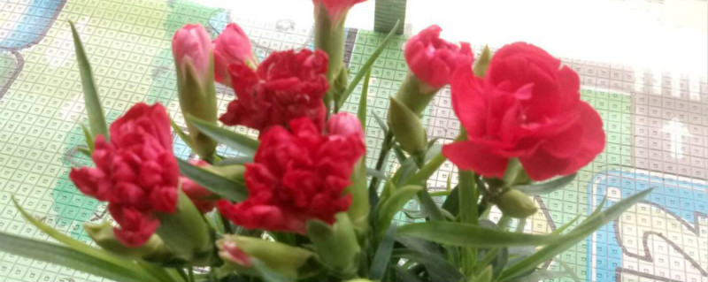 红色的康乃馨的花语是什么