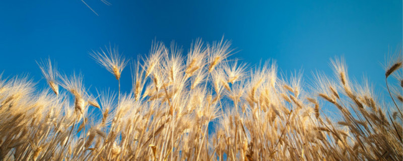 隔年的麦子能做种子吗