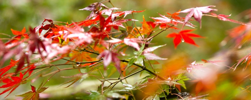 北京枫叶节什么时候