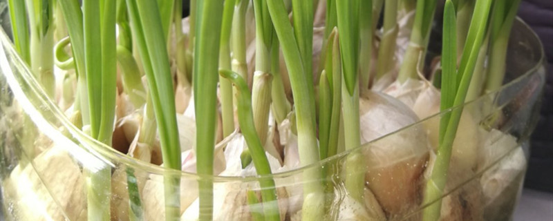 大蒜头水培的生长过程