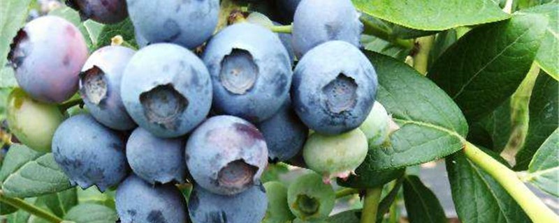 蓝莓的寓意是什么