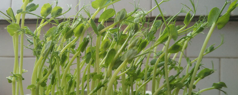 豌豆苗的生长过程 花百科