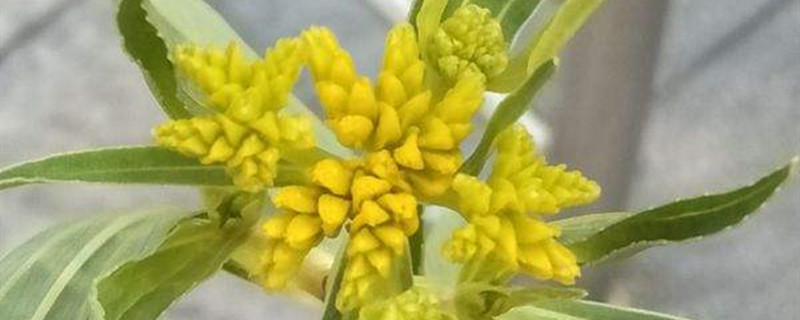 黄顶菊是什么植物