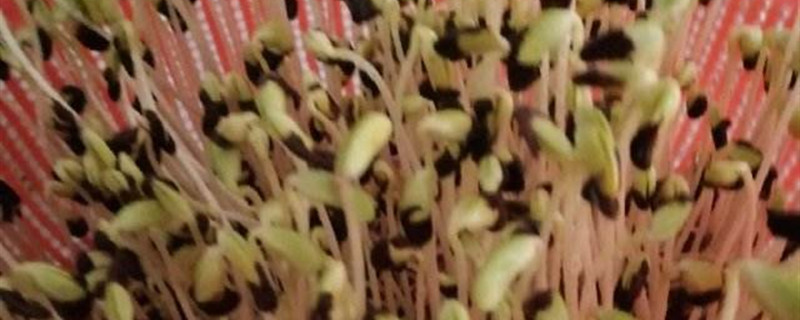 黑豆生长过程