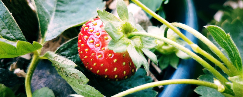 草莓缺钙是什么症状