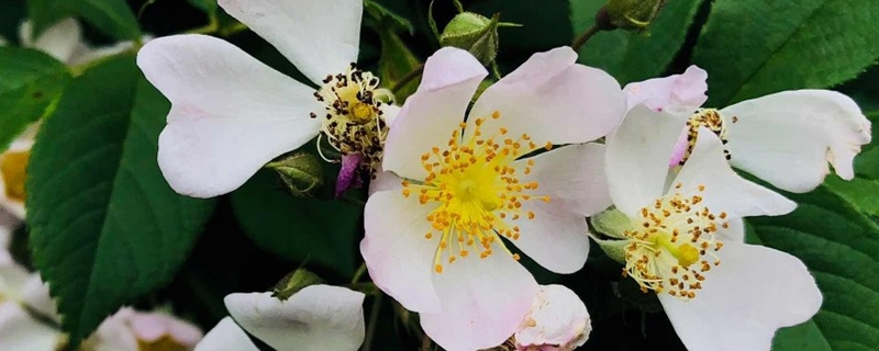 蔷薇科植物的主要特征