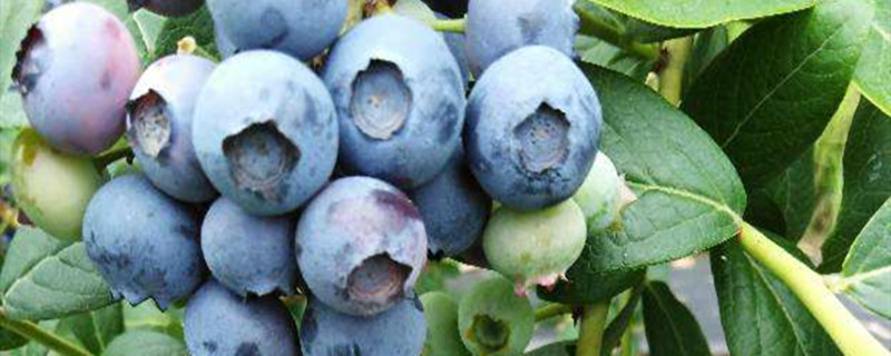 绿宝石蓝莓品种介绍