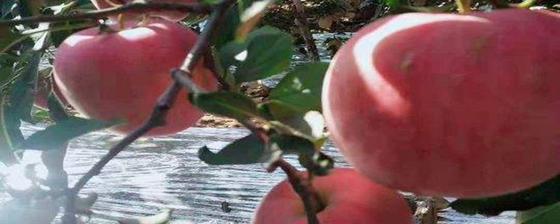 丰县大沙河苹果几月摘