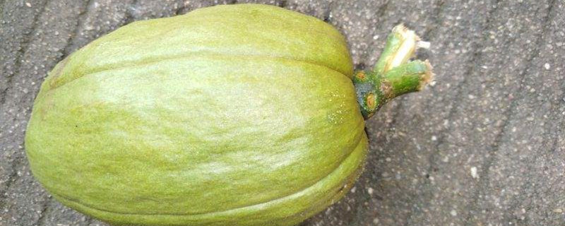 香瓜是什么季节的水果