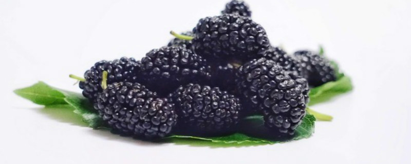 黑莓是什么季节的水果