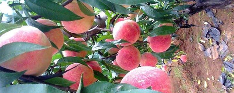 桃是什么季节的水果