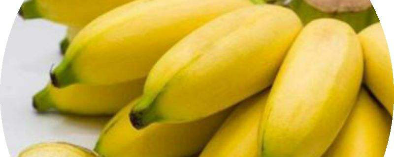 香蕉是什么季节的水果