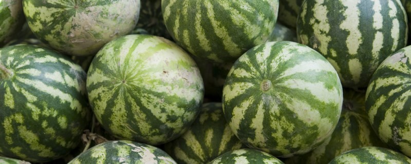 西瓜是什么季节的水果