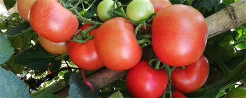 番茄是什么季节的蔬菜