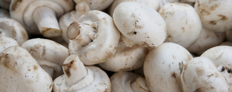 蘑菇是什么季节的蔬菜