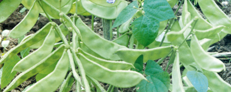 扁豆是什么季节的蔬菜