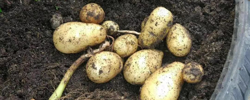 土豆是什么季节的蔬菜