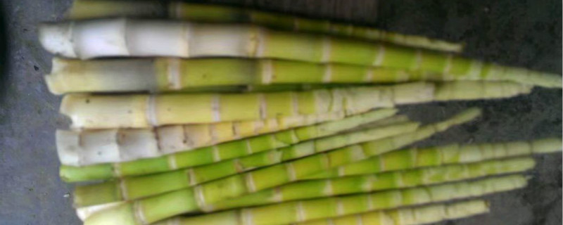 竹笋是什么季节的蔬菜