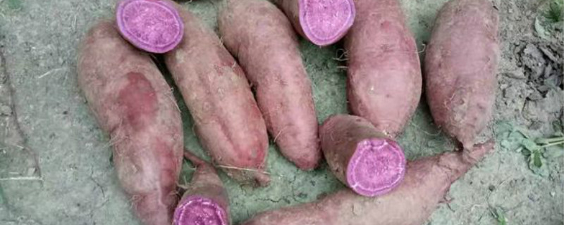 紫薯是什么季节的蔬菜