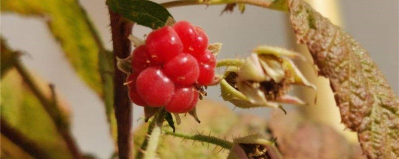 树莓黄叶的原因和处理办法