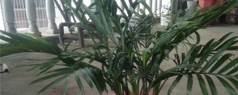 袖珍椰子适合在什么地方养殖