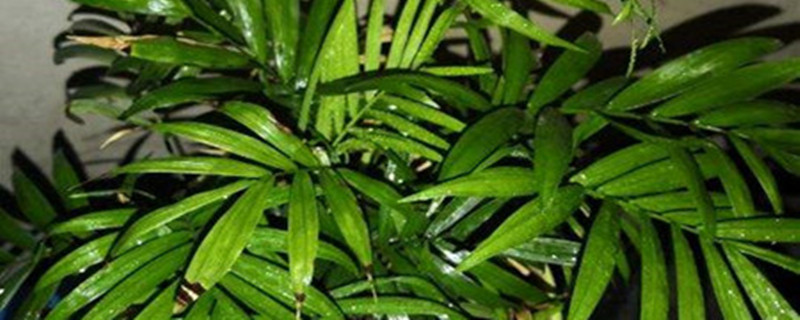 袖珍椰子的主要病虫害及其防治方法