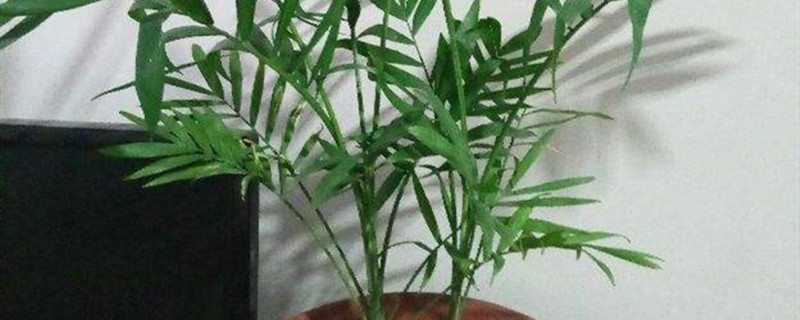 凤尾竹的主要病虫害及其防治方法
