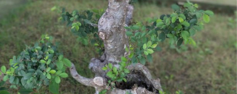 绿化带的榆树是什么品种