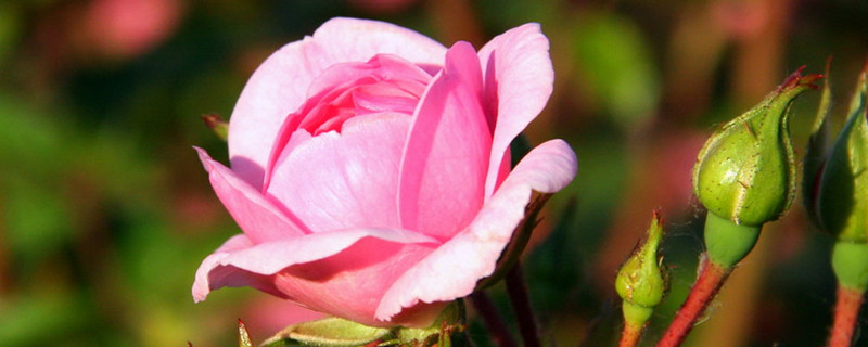 玫瑰的主要病虫害及其防治方法