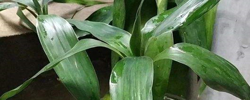 富贵竹的主要病虫害及其防治方法