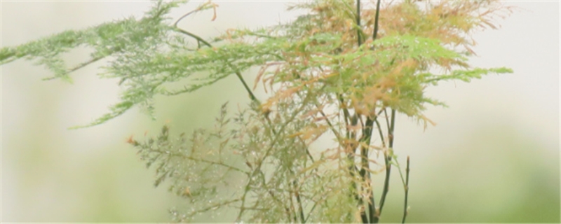 文竹的主要病虫害及其防治方法