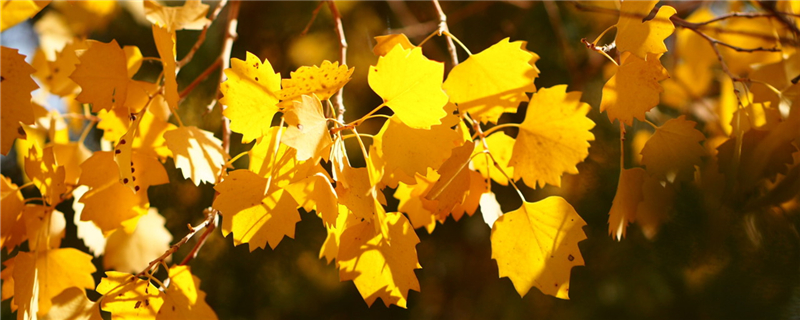 树叶黄了是什么季节