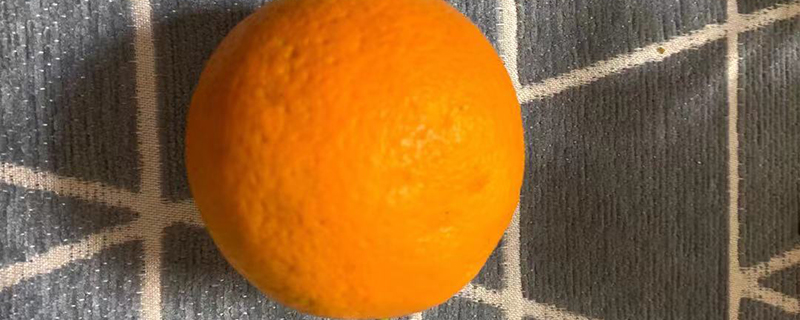 橙子树零下6度会冻死吗