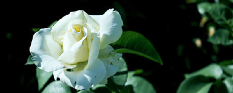 白色玫瑰代表什么