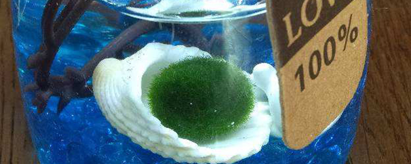海藻球能活多久