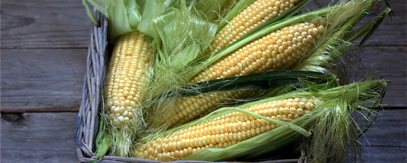 玉米的结构