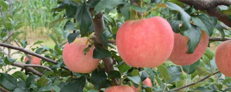 苹果成熟的过程