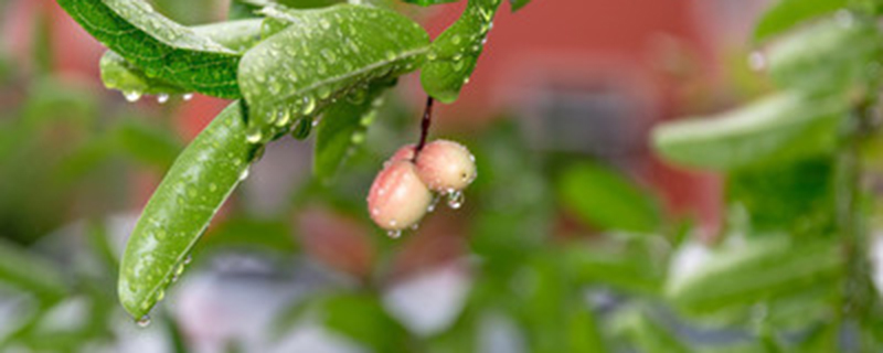 五翅莓养种方法