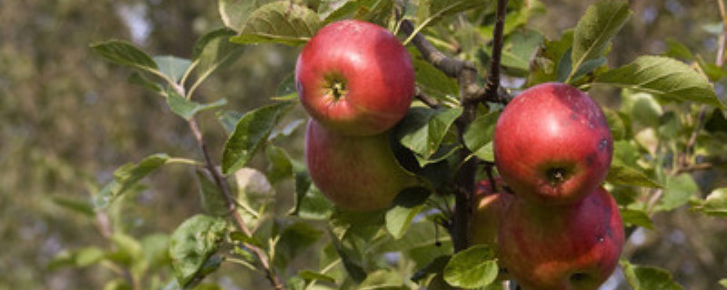 苹果树一年四季的变化