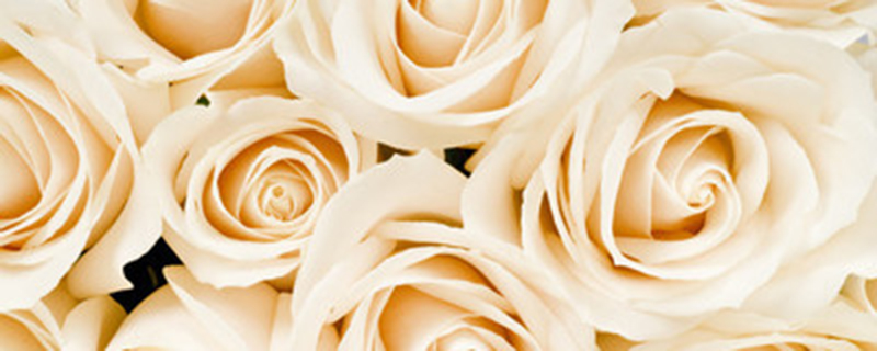 金色海岸玫瑰的花语 花百科