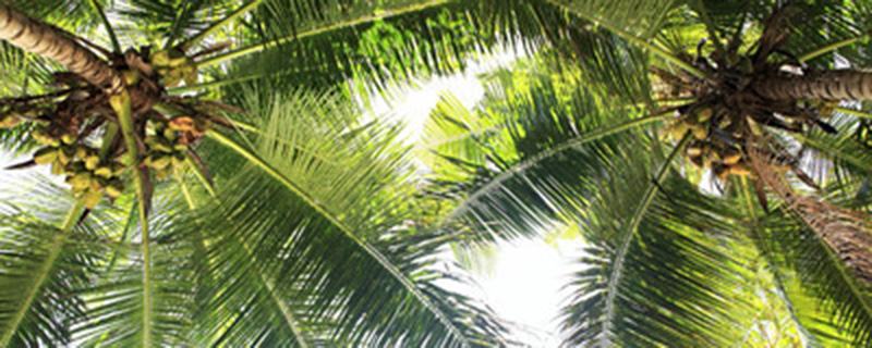 椰子树上挂满了椰子像什么一样