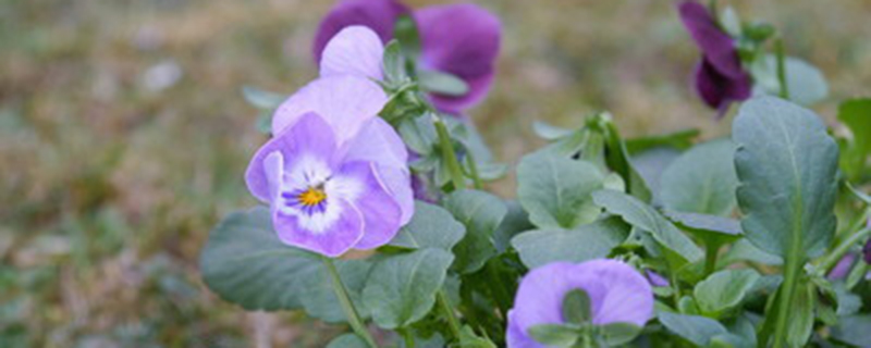 紫罗兰有没有白色的花瓣