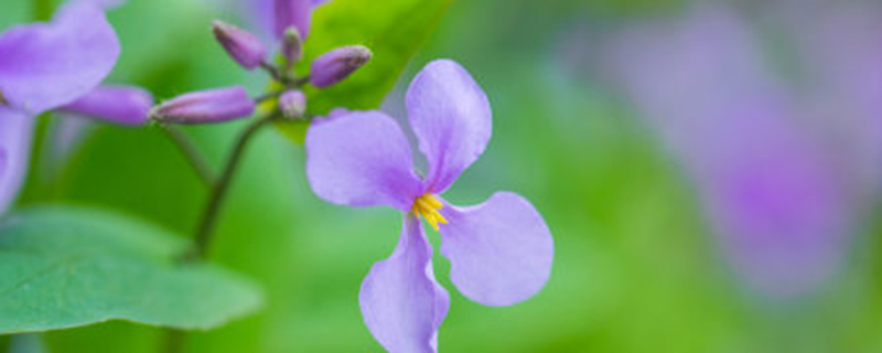 紫罗兰有没有青色的 花百科