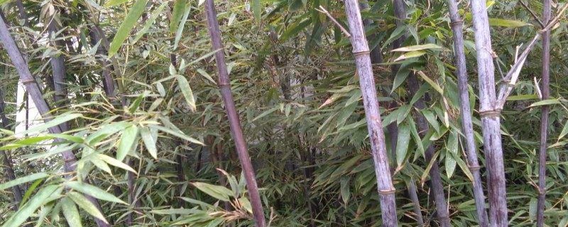 水培紫竹的养殖方法和注意事项