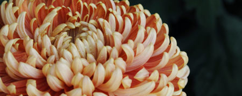 四季菊花的养殖方法和注意事项